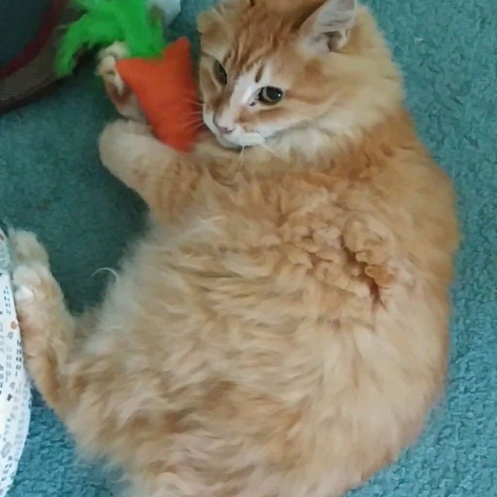 Meet your Posher, Rebecca